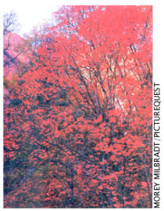 Allergy Free Landscaping Trees Image